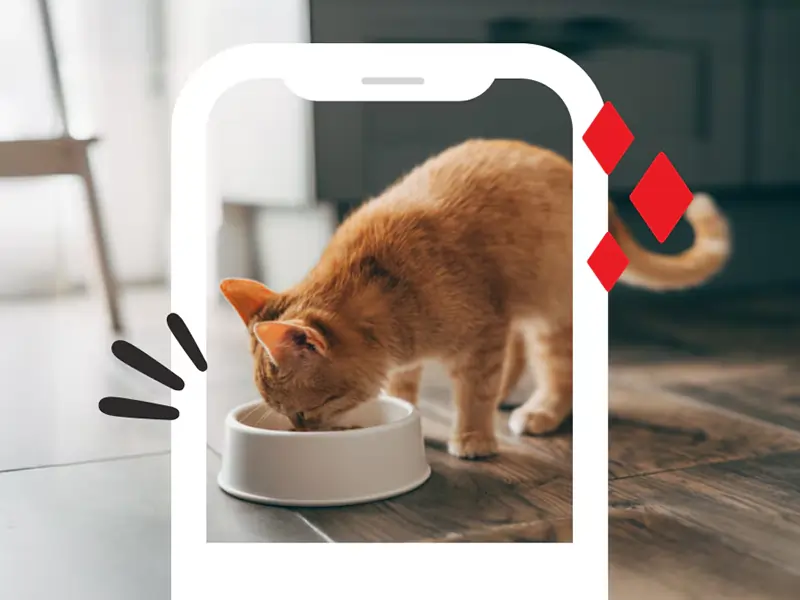 Save on Friskies, Fancy Feast & more with Purina Cat Food Coupons