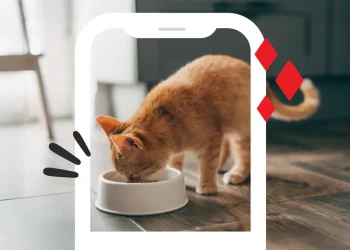 Save on Friskies, Fancy Feast & more with Purina Cat Food Coupons