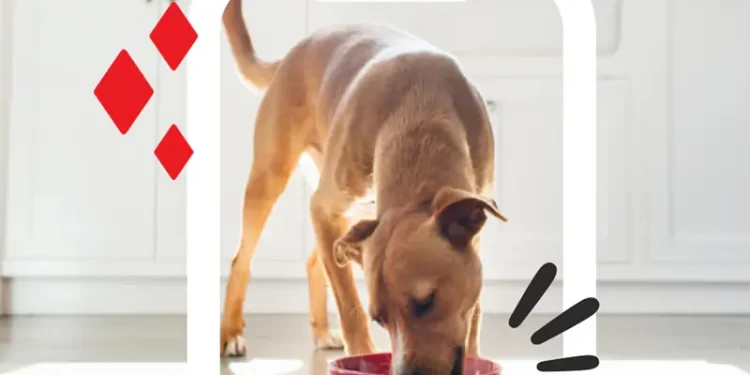 Find the latest Purina dog food coupons and save on dry food, wet food, and treats. Updated offers and easy savings tips.