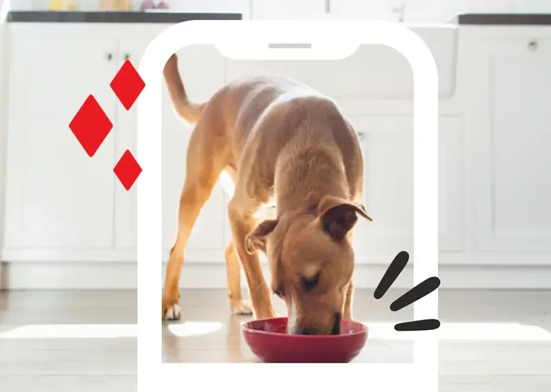 Home Find the latest Purina dog food coupons and save on dry food, wet food, and treats. Updated offers and easy savings tips.