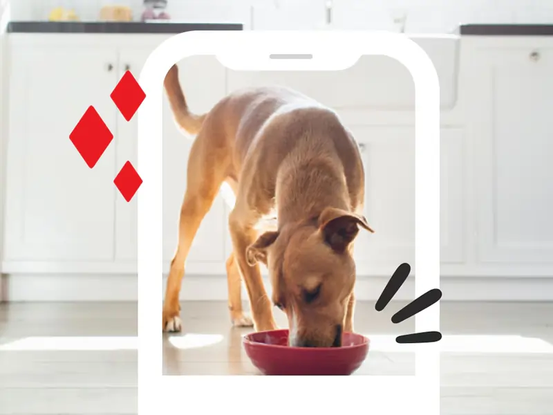 Latest Deals & Savings Guide for Purina Dog Food Coupons Find the latest Purina dog food coupons and save on dry food, wet food, and treats. Updated offers and easy savings tips.