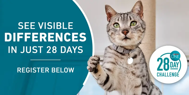 Purina Cat Food Coupons - Register for the Purina ONE 28-Day Challenge